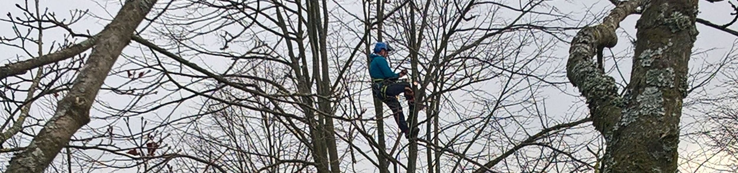 Baumpflege von Sven Huber Garten- und Landschaftsbau in Karlsruhe
